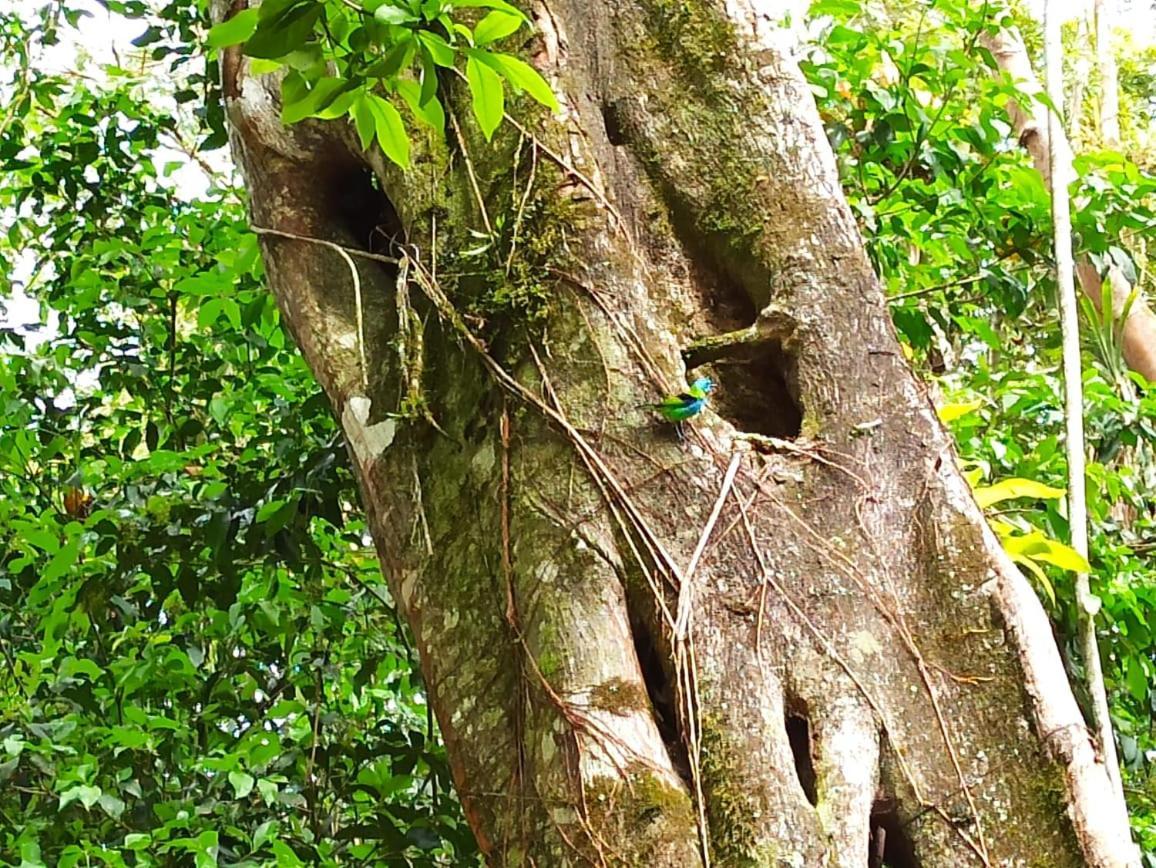 Recanto Da Margo 1, Casa Com Acesso A Cachoeira Araquari Eksteriør bilde