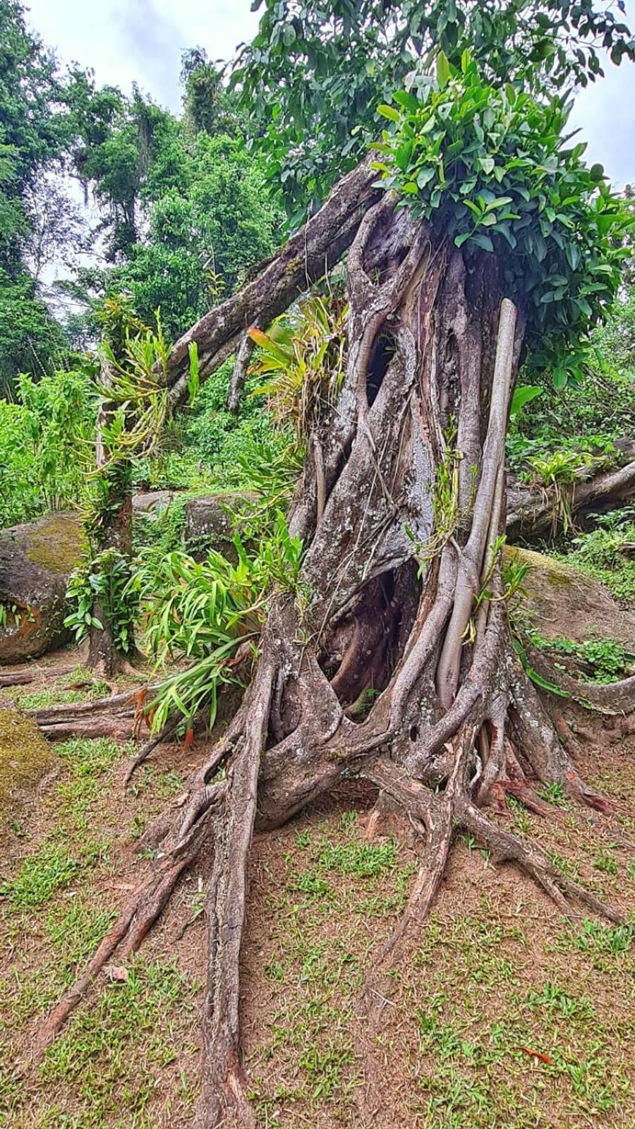 Recanto Da Margo 1, Casa Com Acesso A Cachoeira Araquari Eksteriør bilde