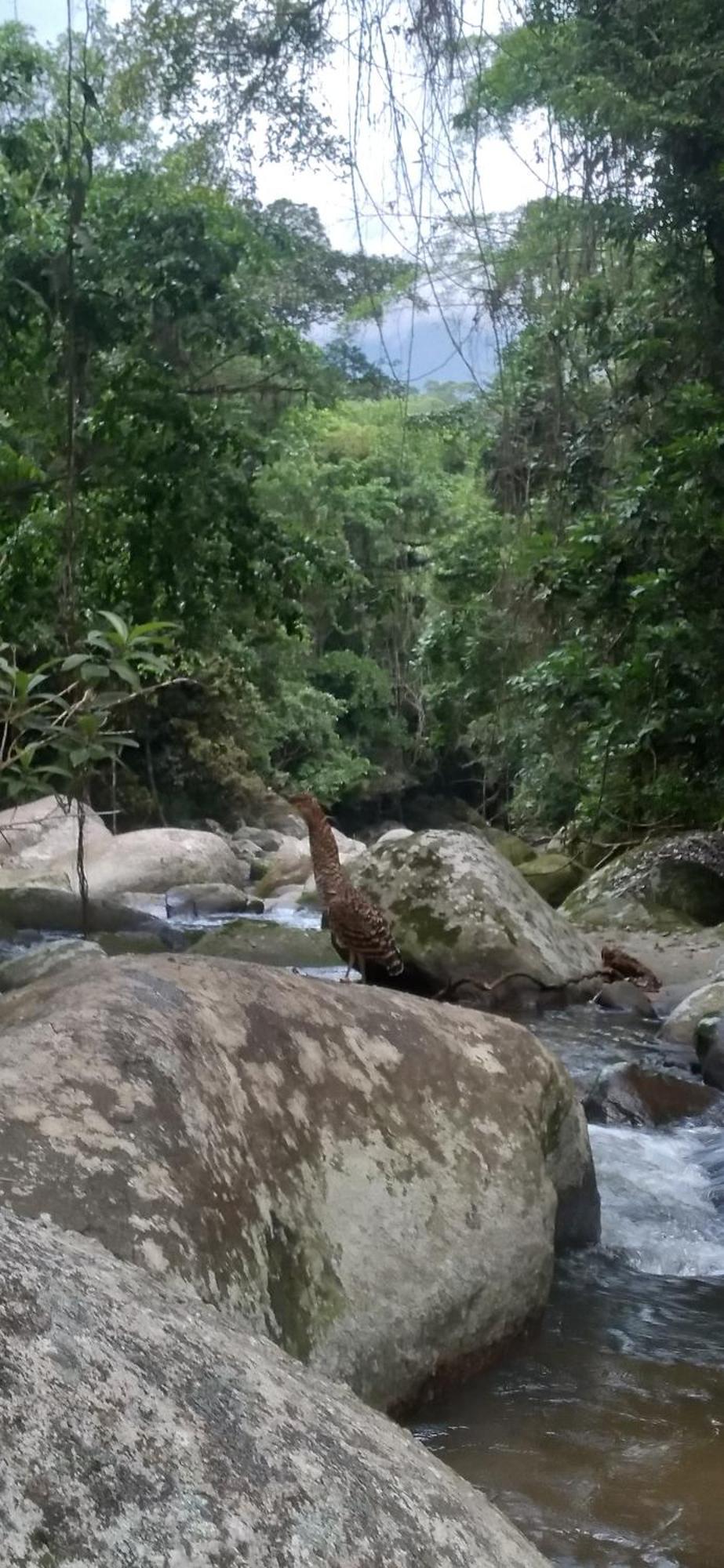 Recanto Da Margo 1, Casa Com Acesso A Cachoeira Araquari Eksteriør bilde